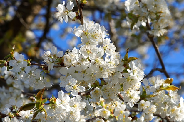 primo piano ai fiori di ciliegio in aprile