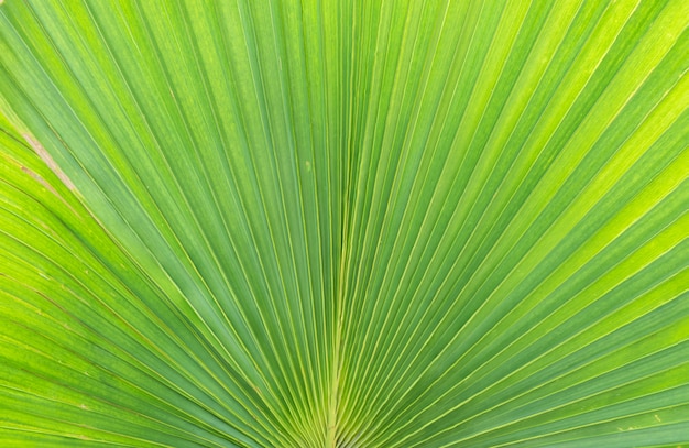 Primo piano al foglio verde della priorità bassa verde della palma