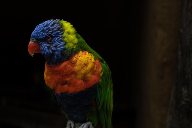 Primo piano al pappagallo molto bello colorato che si appollaia su un ceppo