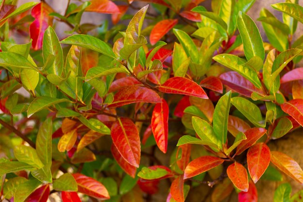 Primo piano albero con foglie autunnali verdi e rosse