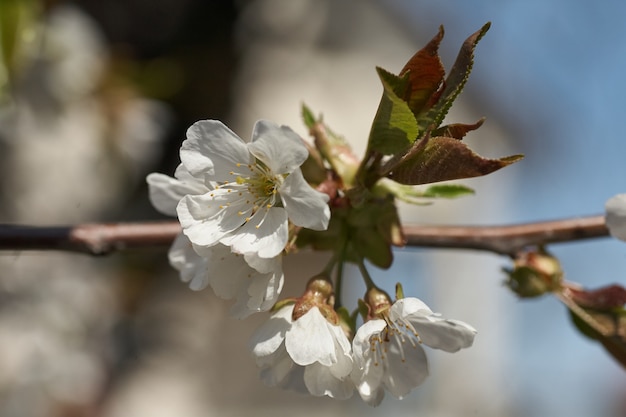Primo piano albero di fiori di ciliegio bianco in primavera
