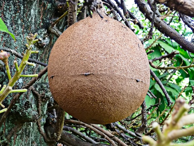 Primo piano all&#39;albero di Shala Fruit Cannonball