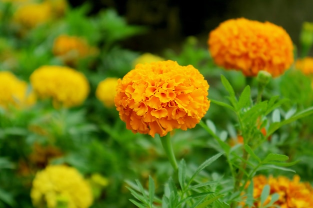 Primo piano arancio vivido fiore del tagete che sboccia nel campo