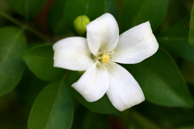 Primo piano arancione del fiore del gelsomino