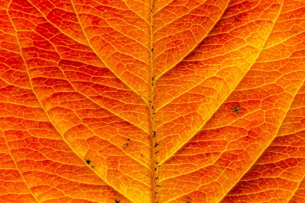Primo piano autunno autunno estrema macro texture vista di rosso arancio legno foglio albero foglia bagliore in sole sfondo natura ispiratrice ottobre o settembre carta da parati Cambiamento del concetto di stagioni