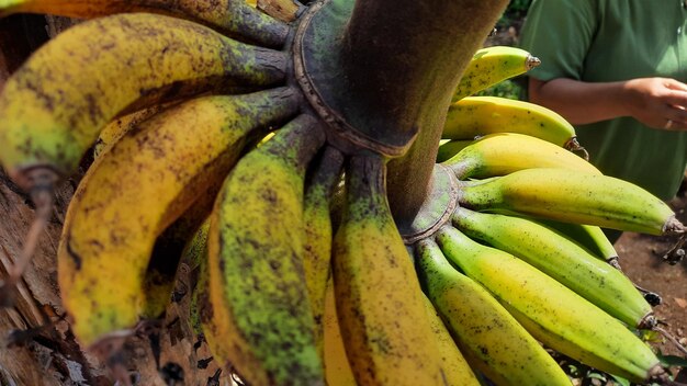 Primo piano, banana verde giallastra su un vecchio albero di banane. Foto di alta qualità 04