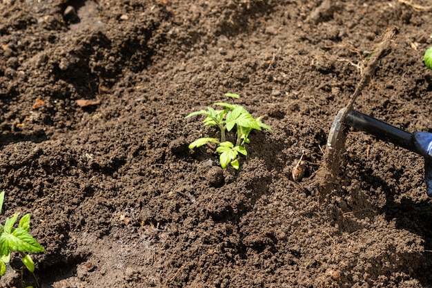 Primo piano beccucci di pomodoro in terra, coltivazione biologica