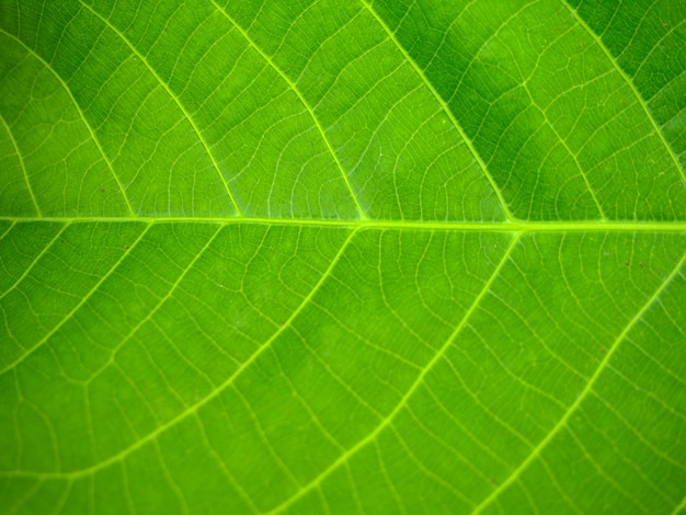 primo piano bella natura verde foglia texture di sfondo