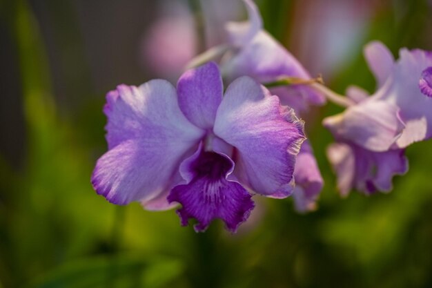 Primo piano bella orchidea viola