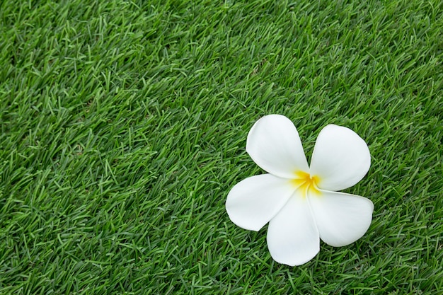 Primo piano Bella Plumeria fresca