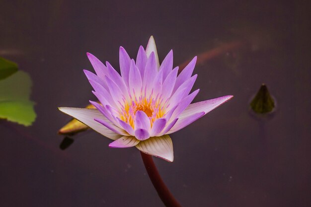 Primo piano Bellissimi fiori di loto viola rosa naturali.