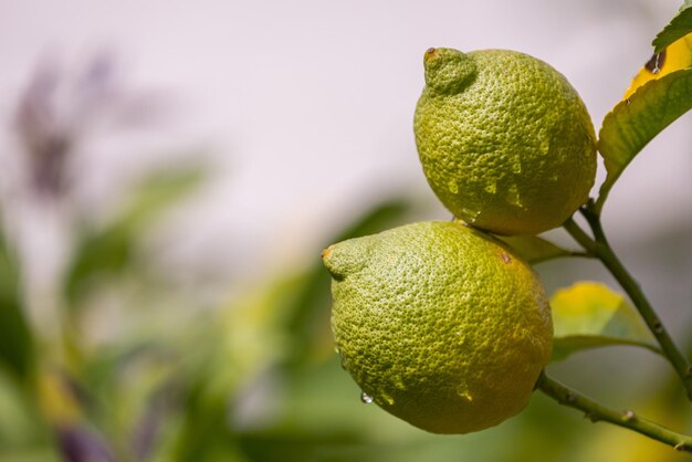 Primo piano bellissimo albero con grande limone verde con foglie verdi, messa a fuoco morbida