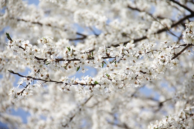 Primo piano bellissimo albero in fiore