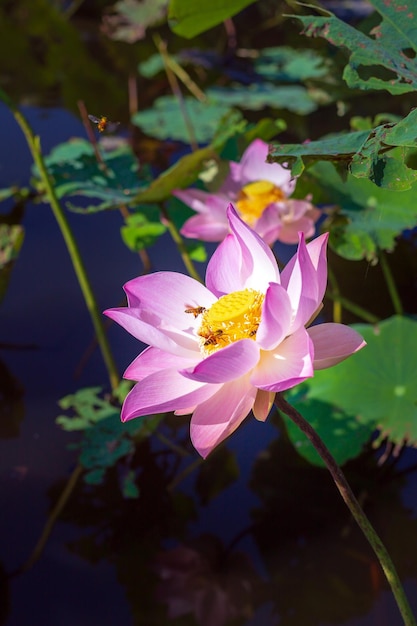 Primo piano bellissimo fiore di loto indiano in stagnoPink grande sfondo fiore di loto Lily Floating