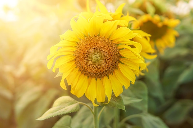 Primo piano bellissimo girasole che fiorisce nel tramonto della scena primaverile