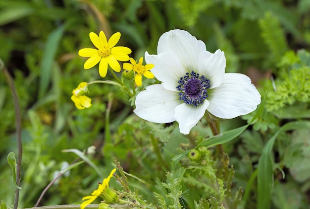 Primo piano bianco degli anemoni su una priorità bassa di erba verde