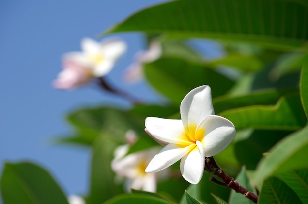 Primo piano bianco dei fiori di plumeria