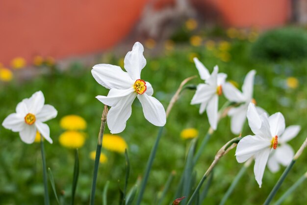 Primo piano bianco dei fiori e delle foglie verdi del narciso