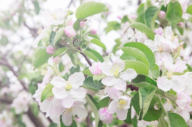 Primo piano bianco dei germogli di melo di fioritura