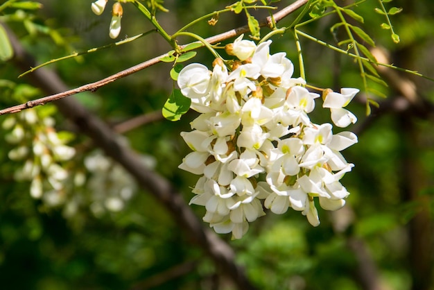 Primo piano bianco del fiore di acacia Robinia pseudoacacia Fioritura dell'albero di acacia