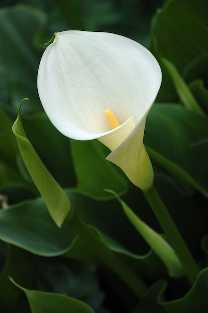 Primo piano bianco del giglio di calla