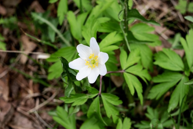 Primo piano bianco del piccolo fiore e delle foglie verdi