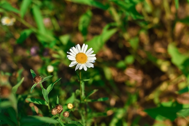 Primo piano bianco della margherita selvatica, fiore selvatico