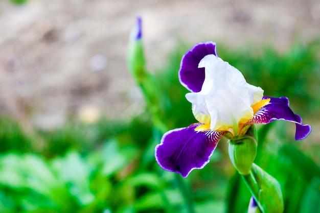 Primo piano bianco e viola del fiore della cultivar dell'iride su verde