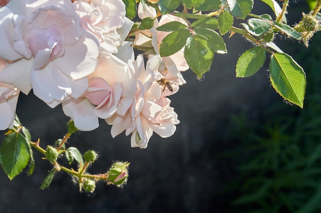 Primo piano bianco floribuda rose a terra con una vespa impollinazione