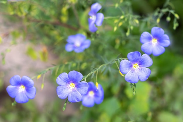 Primo piano blu del fiore di lino su uno sfondo sfocato