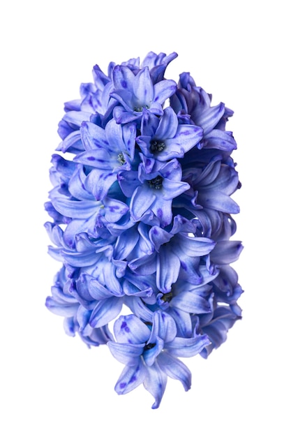 Primo piano blu del germoglio di fiore del giacinto isolato su fondo bianco.