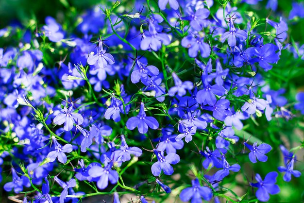 Primo piano blu e piccoli fiori