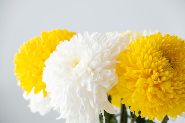 Primo piano bouquet di crisantemi con spazio per la copia Negozio di fiori o biglietto di auguri luminoso per le vacanze Umore estivo Messa a fuoco selettiva