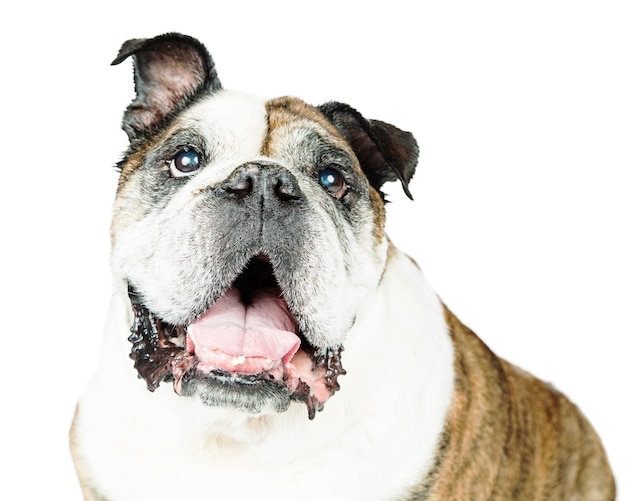 Primo piano Bulldog inglese cane su bianco