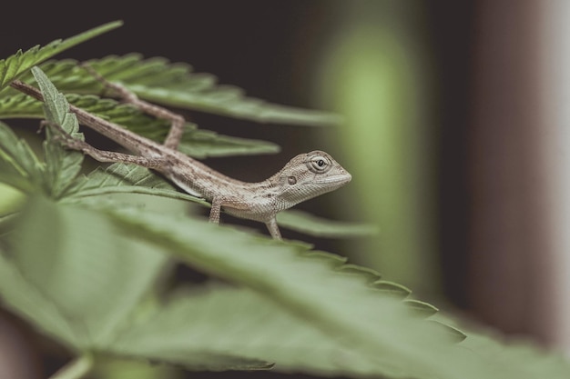 Primo piano camaleonte tailandese marrone su sfondo verde naturale