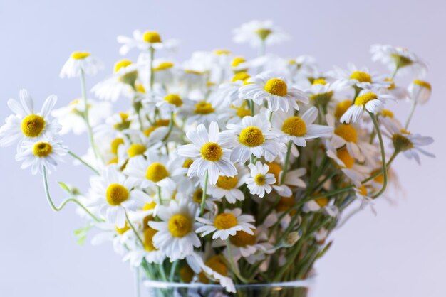 Primo piano Camomilla fresca bianca o margherita in bouquet Fondo naturale della medicina alternativa per la disintossicazione sanitaria