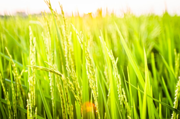 primo piano campo di riso grano verde