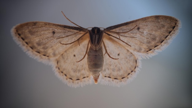 Primo piano carino bella farfalla o falena grigia