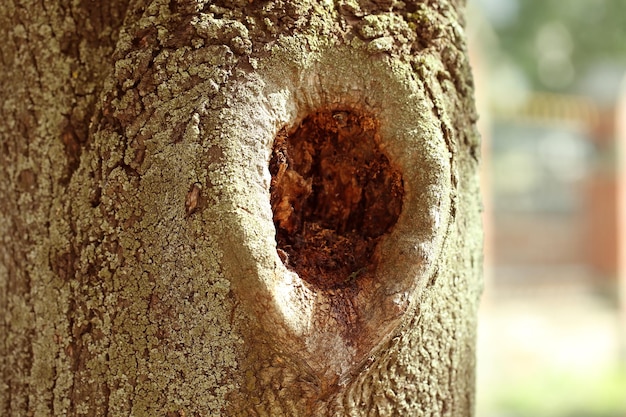 Primo piano cavo dell'albero