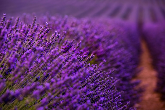 Primo piano Cespugli di fiori aromatici viola lavanda al campo di lavanda in estate vicino a valensole in provenza francia