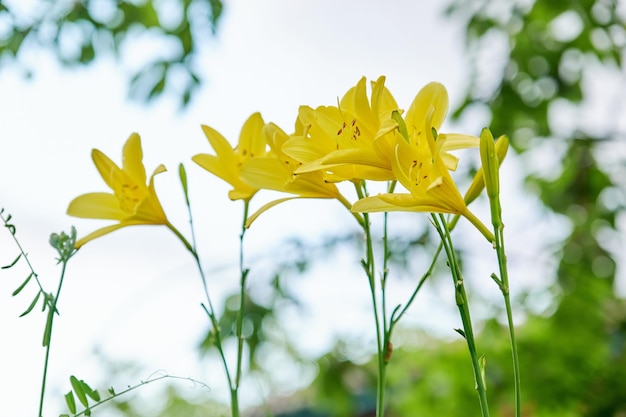 Primo piano che fiorisce il fondo giallo del cielo della natura del daylily