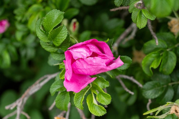 Primo piano chiuso del fiore di rosa canina rosa Kanina Primo piano di un bocciolo di fiore di rosa canina