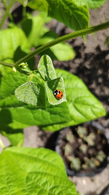 Primo piano coccinella su foglie verdi