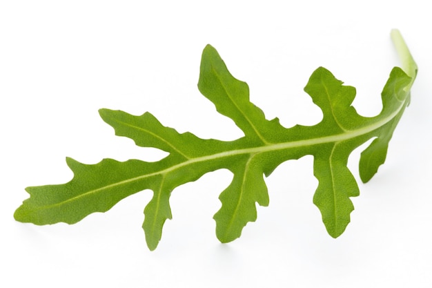 Primo piano colpo di studio di insalata di rucola fresca verde