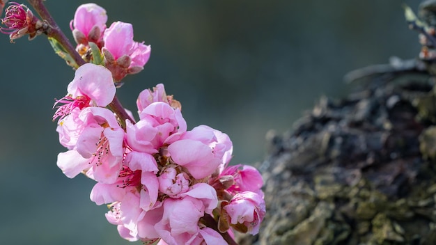 Primo piano con il bouquet di fiori di pesco rosso in piena fioritura in primavera in una giornata di sole