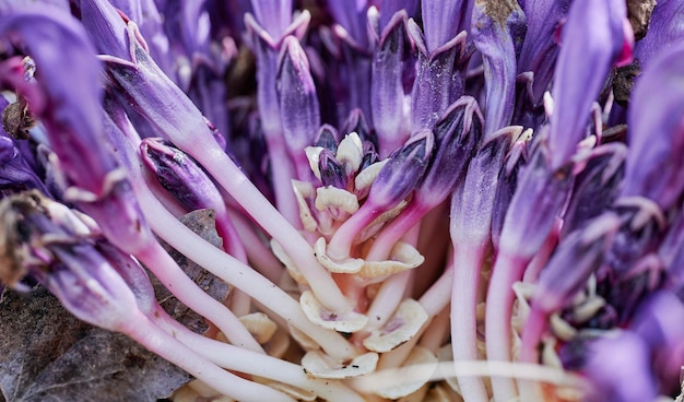 Primo piano con il gruppo clandestino di lathraea viola nella soleggiata mattina di primavera