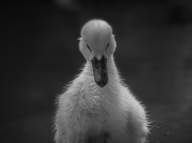 Primo piano con il pulcino del cigno nel suo habitat naturale