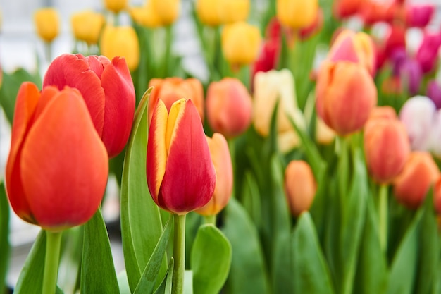 Primo piano crescente di tulipani gialli e rossi vibranti con sfondo sfocato