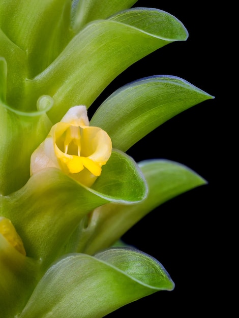 Primo piano curcuma fiore