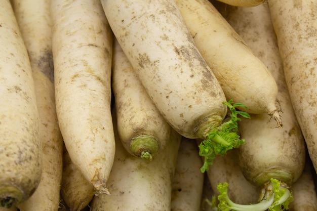 primo piano daikon, ravanello bianco, verdura esotica.